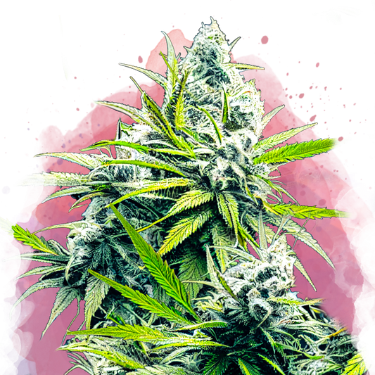 B-52 Feminized - Nirvana Shop 