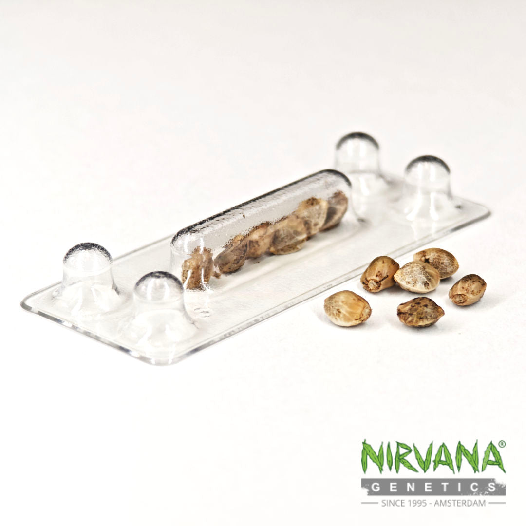 power plant seeds for sale Pure Power Plant Feminized seeds