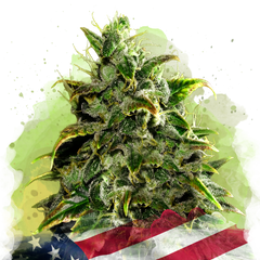 Blue Dream Autoflower