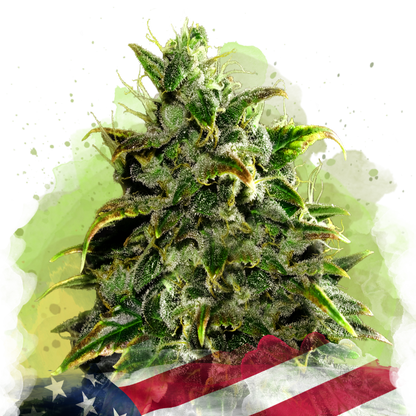 Blue Dream Autoflower - Nirvana Shop 