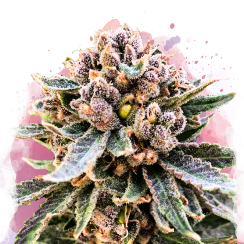 Cherry Blossom v2 CBD Feminized - Nirvana Shop 