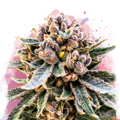 Cherry Blossom v2 CBD Feminizovaný