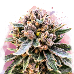 Cherry Blossom v2 CBD Feminized - Nirvana Shop 