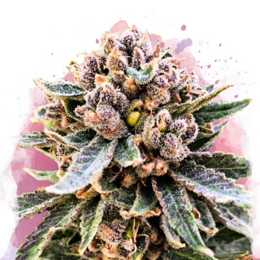 Cherry Blossom v2 CBD Feminized - Nirvana Shop 