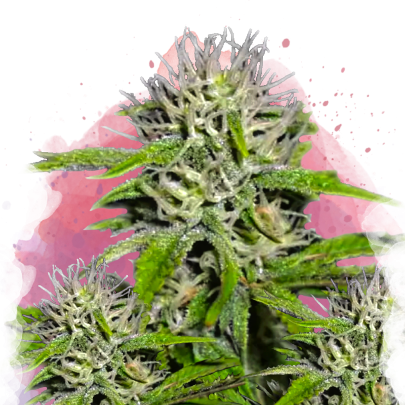 Cherry Wine v2 CBD Feminized - Nirvana Shop 