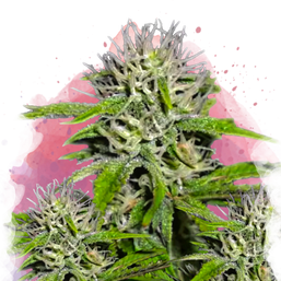 Cherry Wine v2 CBD Feminized - Nirvana Shop 