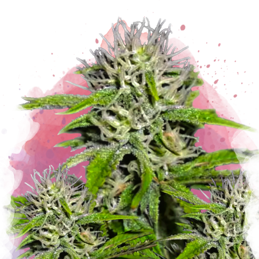 Cherry Wine v2 CBD Feminized - Nirvana Shop 