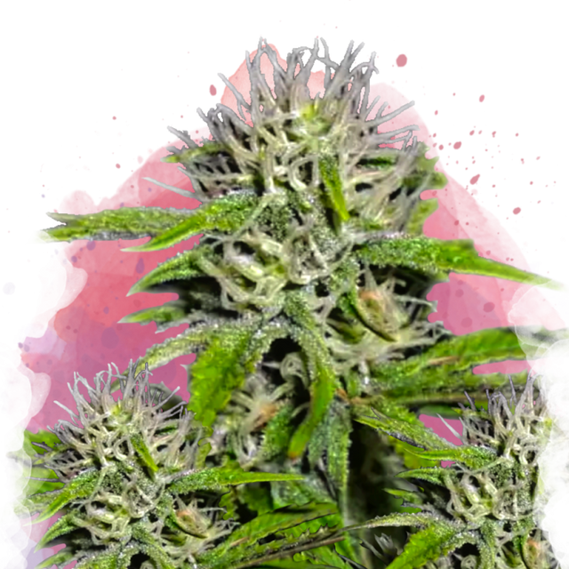 Cherry Wine v2 CBD Feminized
