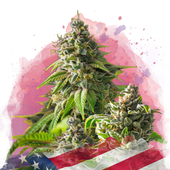 Girl Scout Cookies Feminized