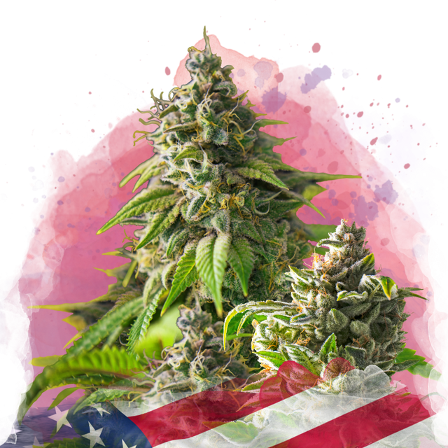 Girl Scout Cookies Feminized