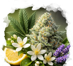 High THC Starter Pack