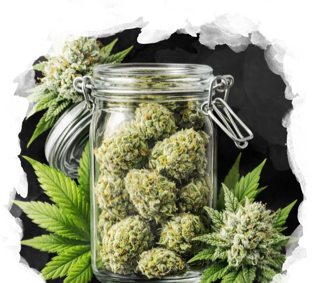 High Yielding Starter Pack