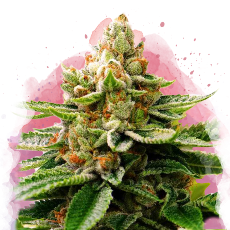 the pygmalion is planting seeds LSD Feminized seeds