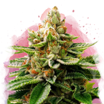 LSD Feminized - Nirvana Shop 