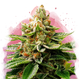 LSD Feminized - Nirvana Shop 