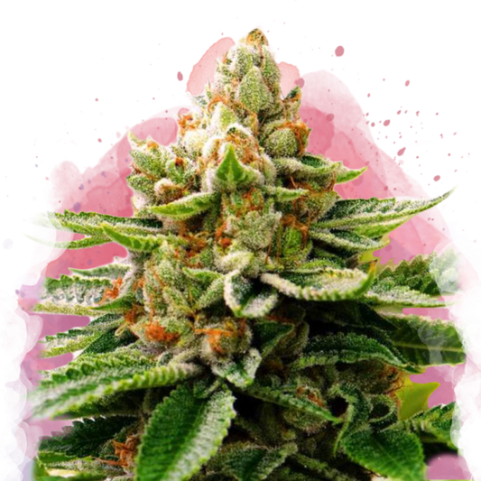 LSD Feminized - Nirvana Shop 