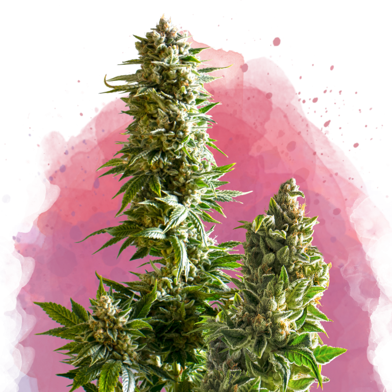 the pygmalion is planting seeds Master Kush Feminized seeds