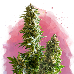 Master Kush Feminized