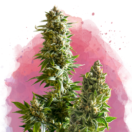 Master Kush Feminized - Nirvana Shop 