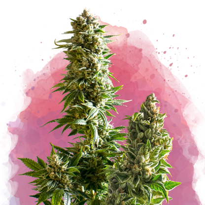 Master Kush Feminized - Nirvana Shop 