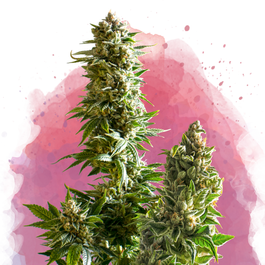 Master Kush Feminized - Nirvana Shop 