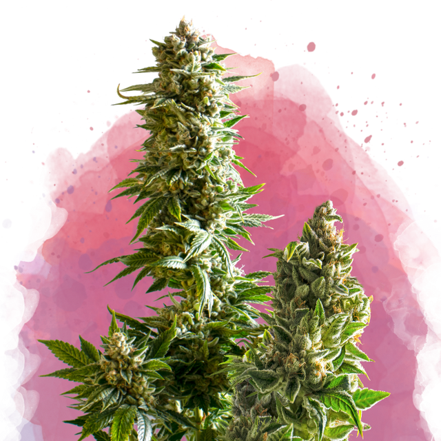 Master Kush Feminized