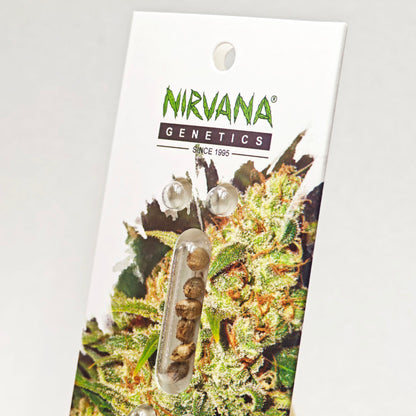 power plant seeds for sale Pure Power Plant Feminized seeds