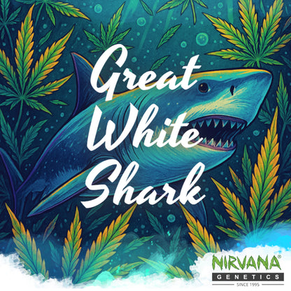 Great White Shark Feminized