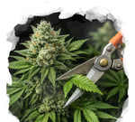 Quick and Easy Starter Pack