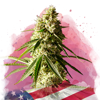 Runtz Feminized - Nirvana Shop 