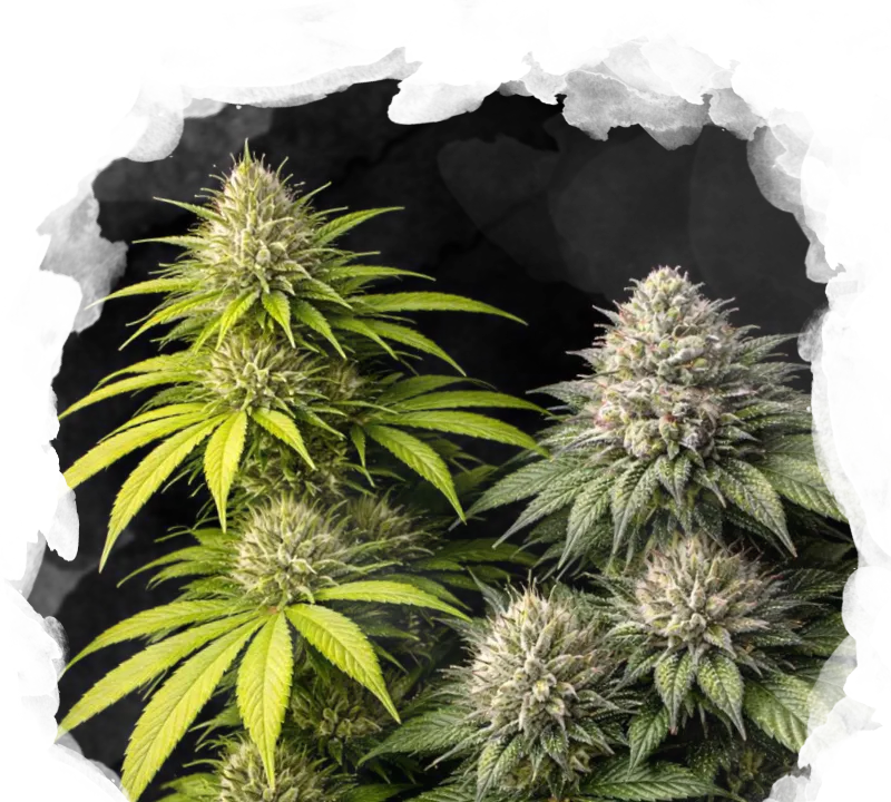 Sativa vs Indica Starter Pack