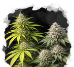 Sativa vs Indica Starter Pack