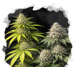 Startovací balíček Sativa vs Indica