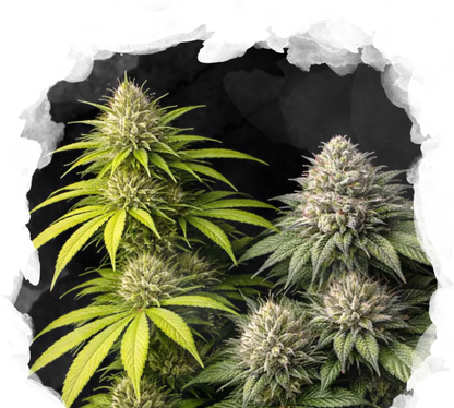 Sativa vs Indica Starter Pack