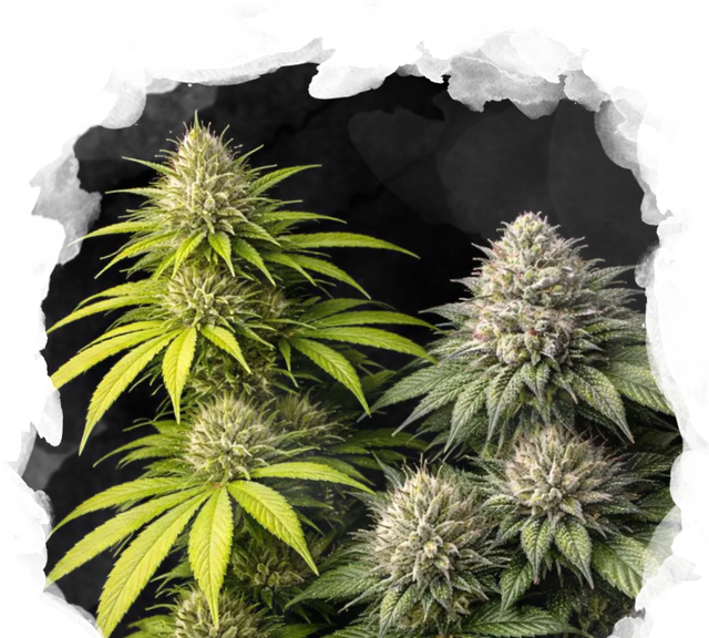 Sativa vs Indica Starter Pack