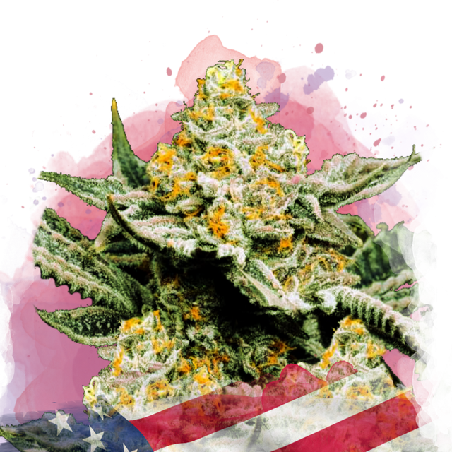 Sunset Sherbet Feminized