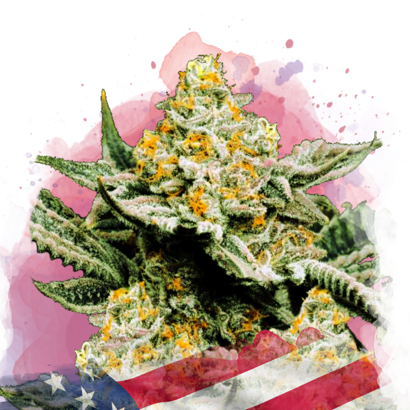 Sunset Sherbet Feminized (100 seeds) - Nirvana Shop 