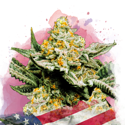 Sunset Sherbet Feminized (100 seeds) - Nirvana Shop 