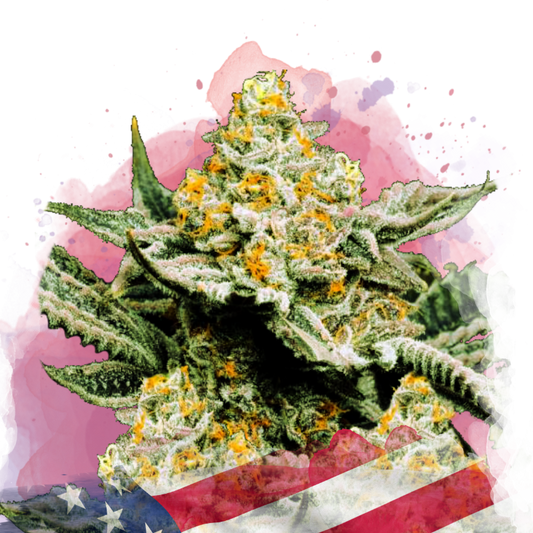 Sunset Sherbet Feminized (100 seeds) - Nirvana Shop 