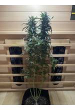 Photo from customer for Green Poison Feminized